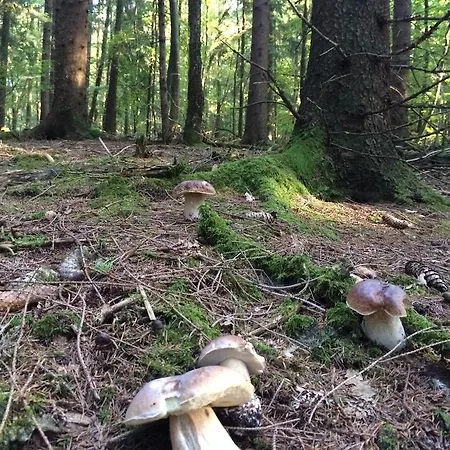 Casa Meloni Lejlighed Bad Sachsa Værelse billede